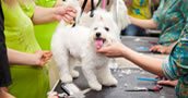 Peluqueria Canina Profesional Presencial - Con Practicas